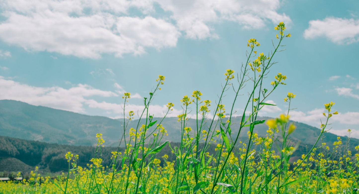 Be the Change! How Mother Earth Labs is Pioneering Natural Health