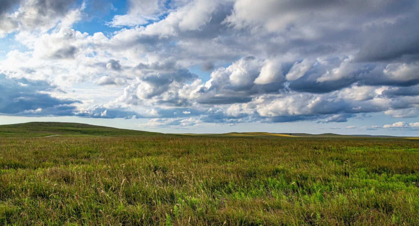 8 Reasons Why Our Grass-Fed Whey Protein is the Best of the Best