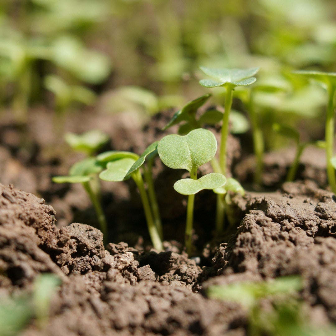 How Soil Depletion Made Supplements Essential for Modern Health