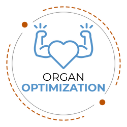 Organ Optimization CTA