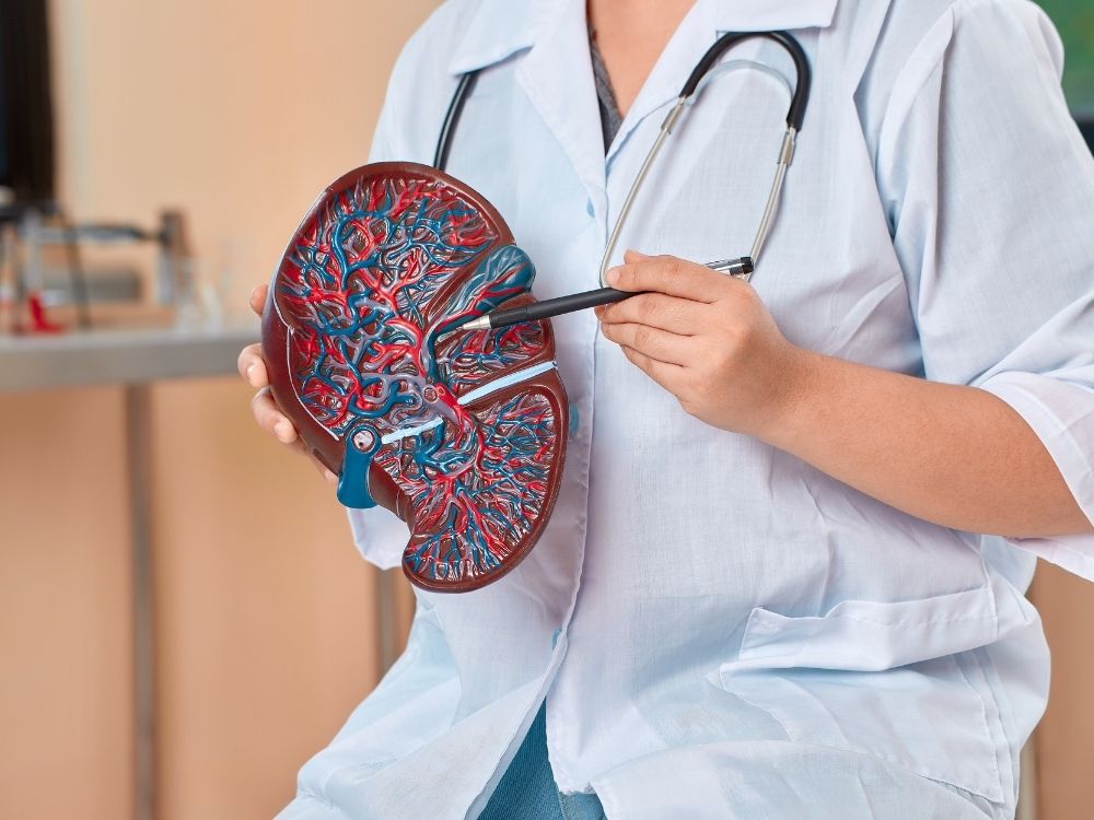 Doctor point out things in liver model